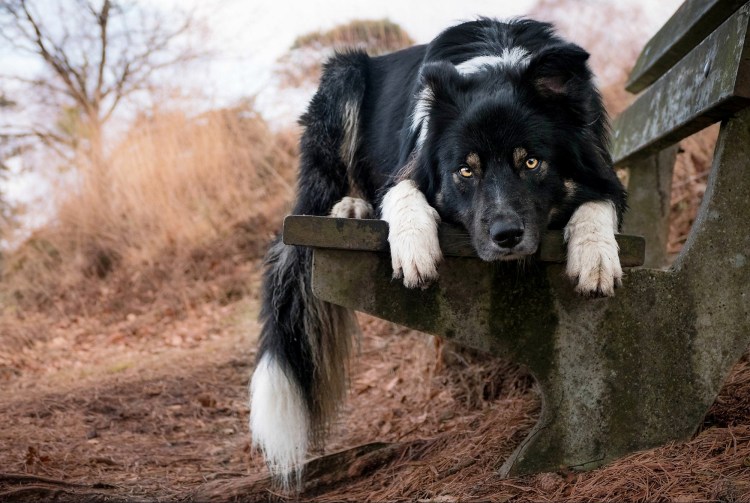 Дворовая собака Барбос