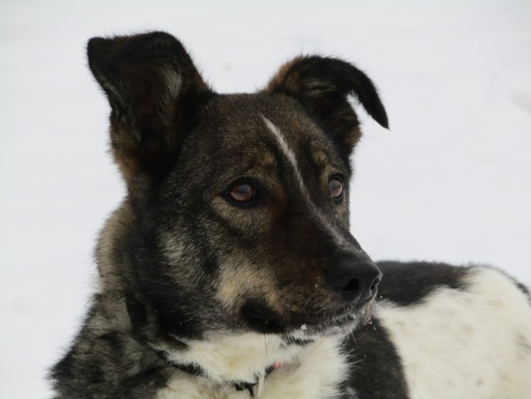 Пёс картинки