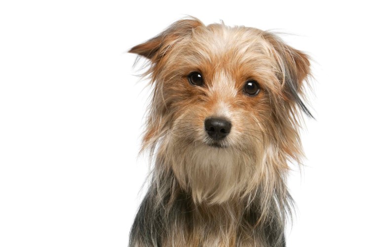 Пес Барбос порода собаки