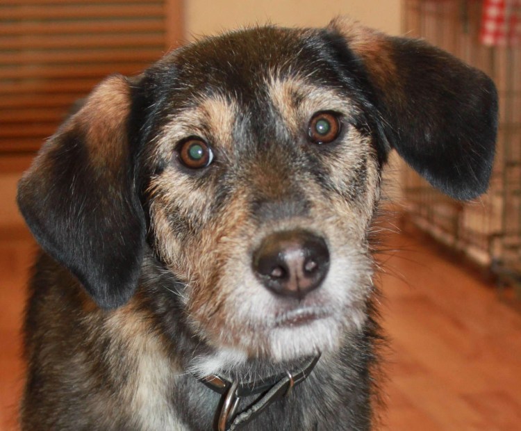 Щенок Барбос