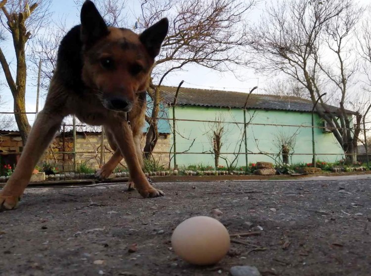 Собака копилка пес Барбос