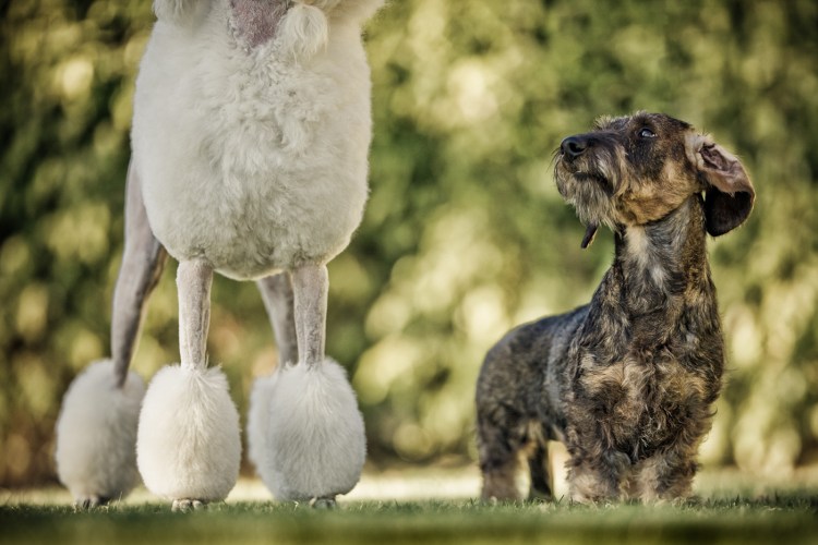 Картинка собака в огне