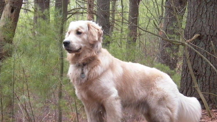 Ребекка Барбос