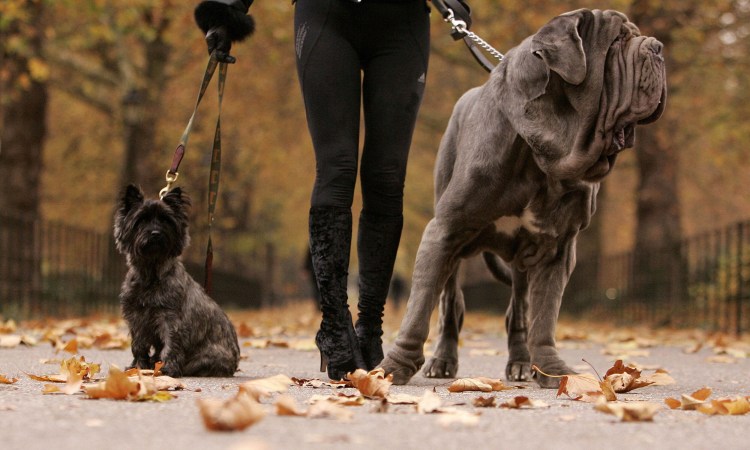 Клык собака Хагрида