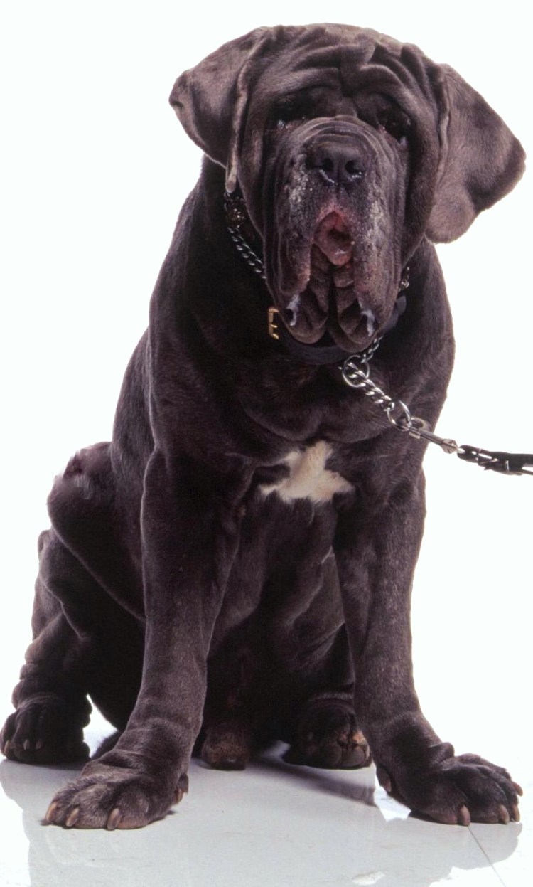 Неаполитанский мастиф Гарри Поттер