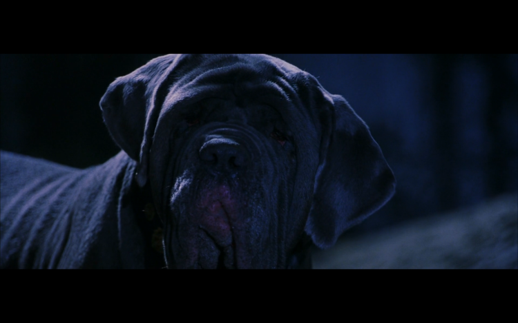 Трёхголовый пёс из Гарри Поттера