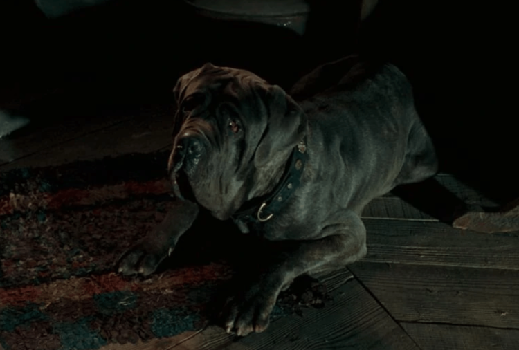 Пёс Хагрида из Гарри Поттера