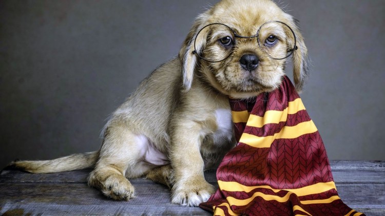 Бергамская овчарка Командор