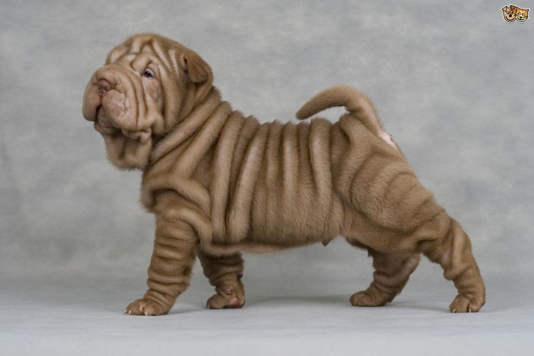 Порода собак Миттельшнауцер