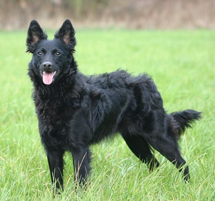 Мопс Гарри Поттер