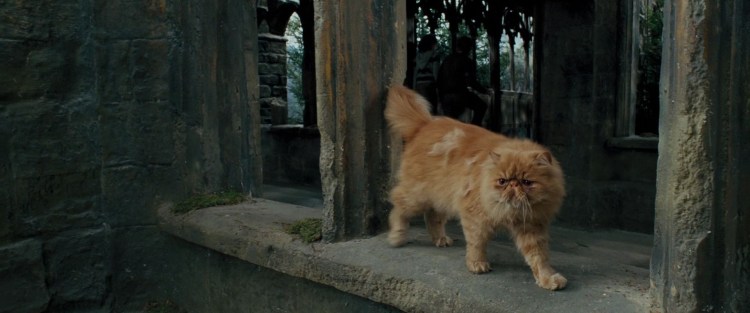 Собака Гриффиндор