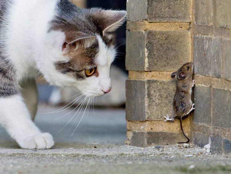 Черный кот с мышью