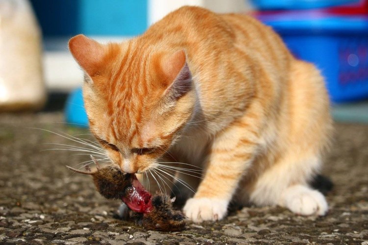 Кот с мышкой в зубах