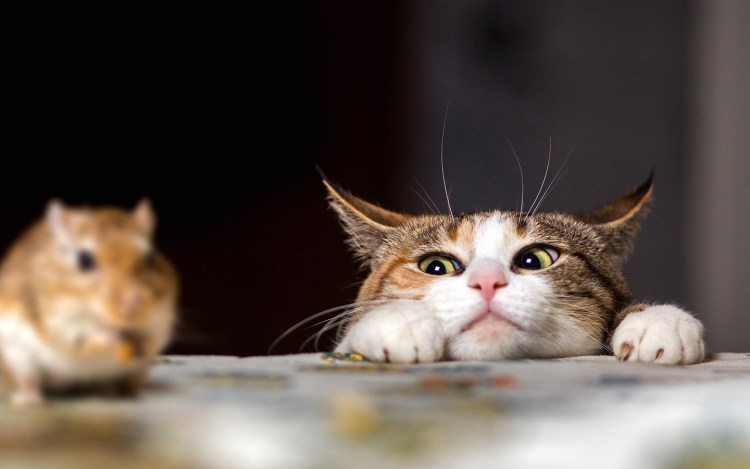 Кот с компьютерной мышкой