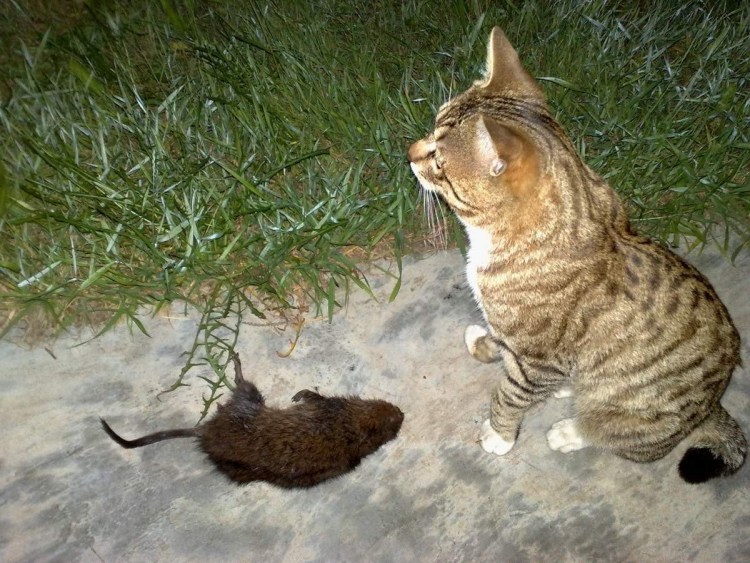 Кот и мышь Дружба