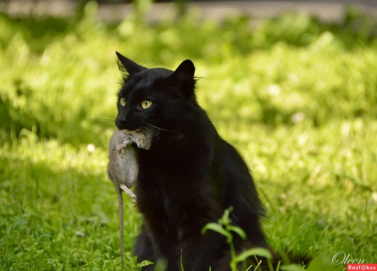 Кот принес цветы
