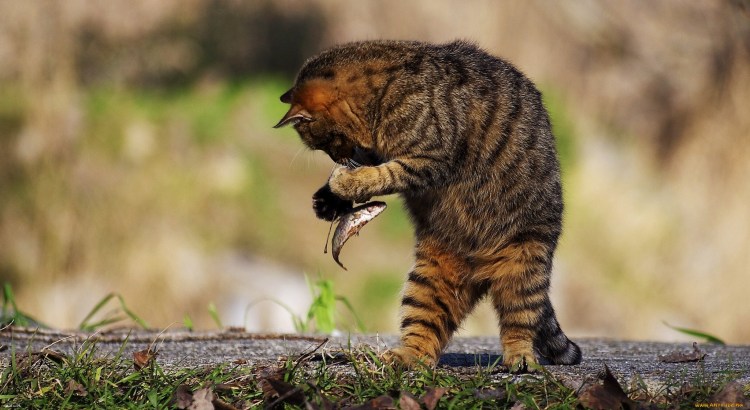 Кот с мышью в зубах