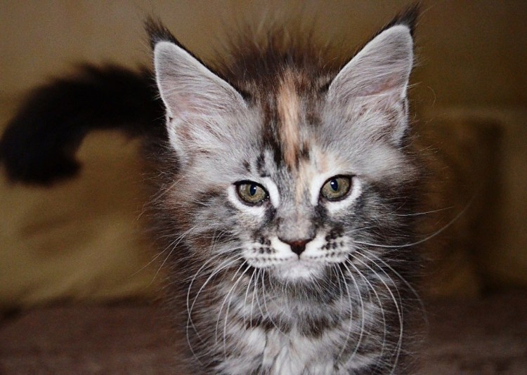 Помесь Мейн куна и обычной кошки