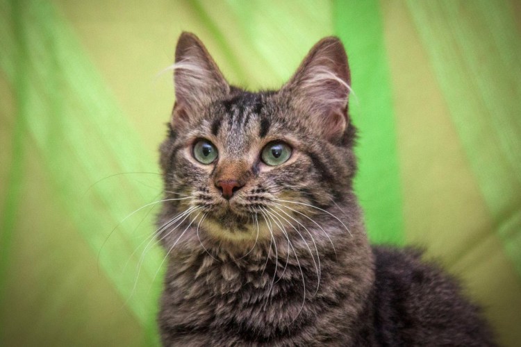 Ориентал и Мейн кун метис