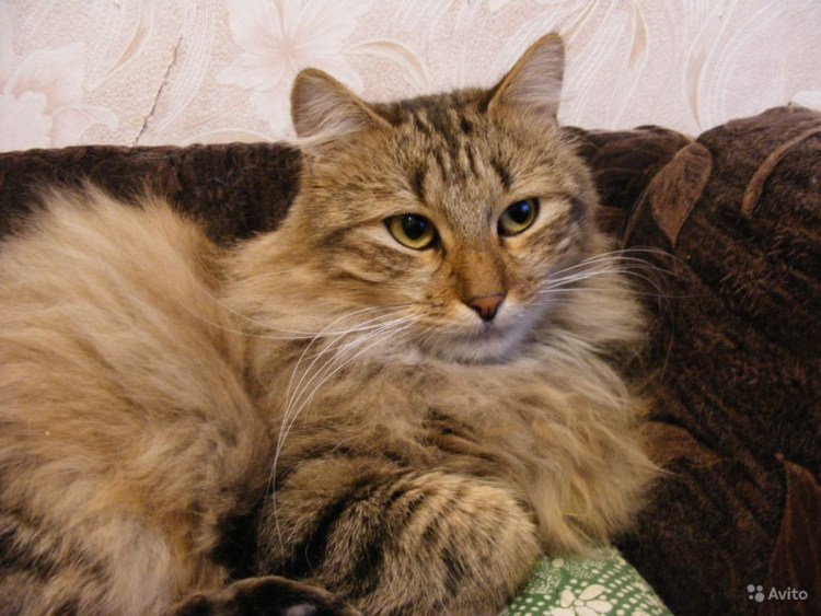 Котята Мейн кун метисы