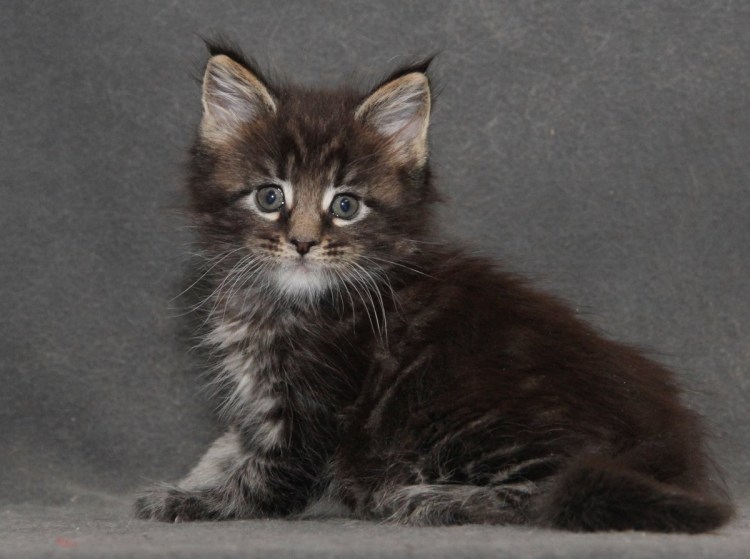 Пушистый дом