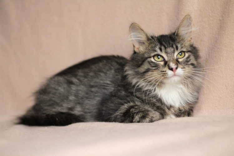 Сибирский кот метис