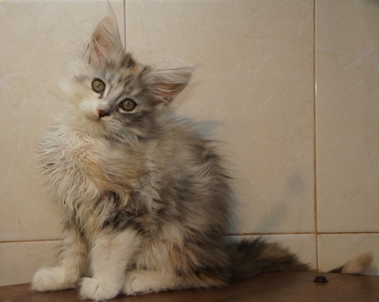 Мейн кун метис