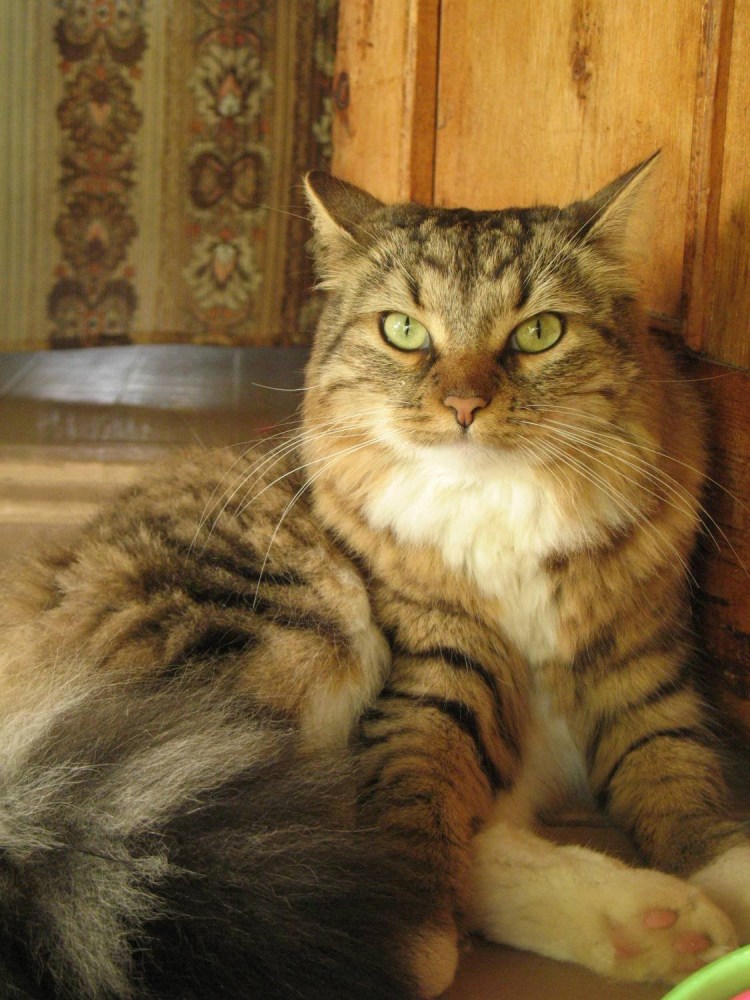Сибирский кот метис