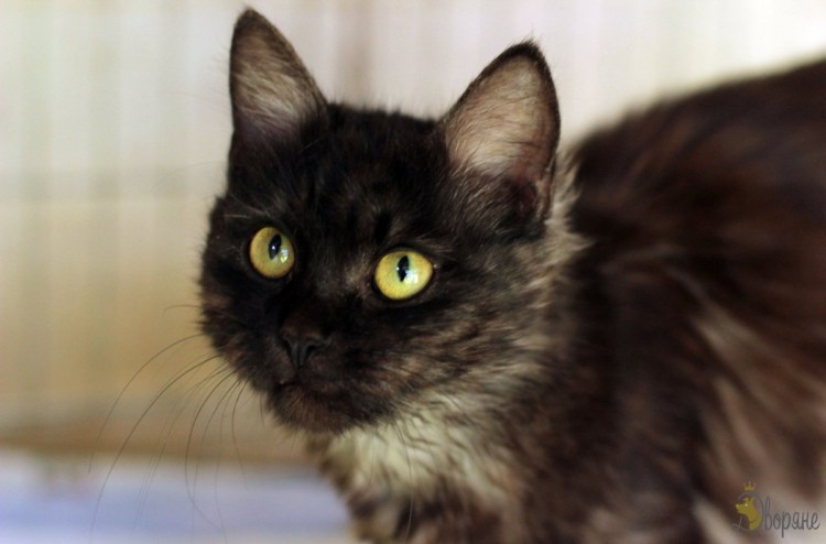 Метис Мейн куна и керла