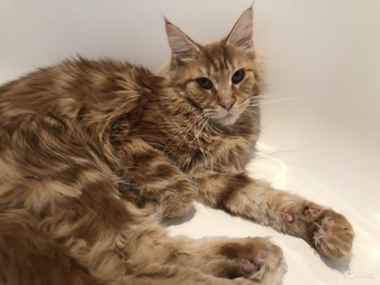 Котята помесь Мейн куна с шотландской