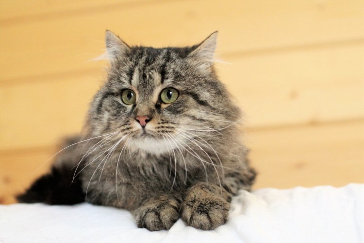 Метис себирчкийа кошка