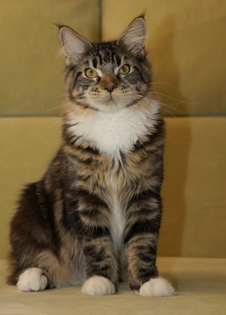 Котенок Мейн кун метис 2 месяца