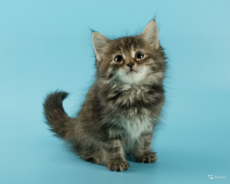 Сибирский кот метис 1 год