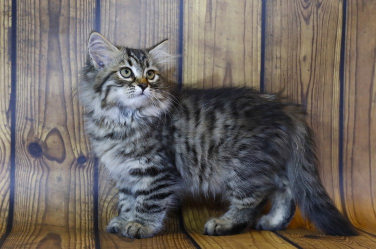 Сибирский кот метис