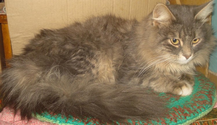 Метиска сибирской кошки