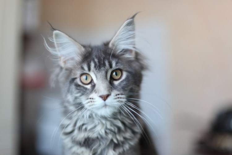 Пушистые котята пузатики