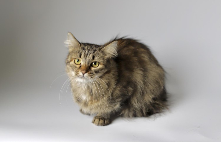 Мейн кун Сибирская Персидская