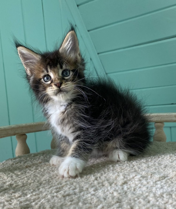 Сибирская кошка + беспородная кошка