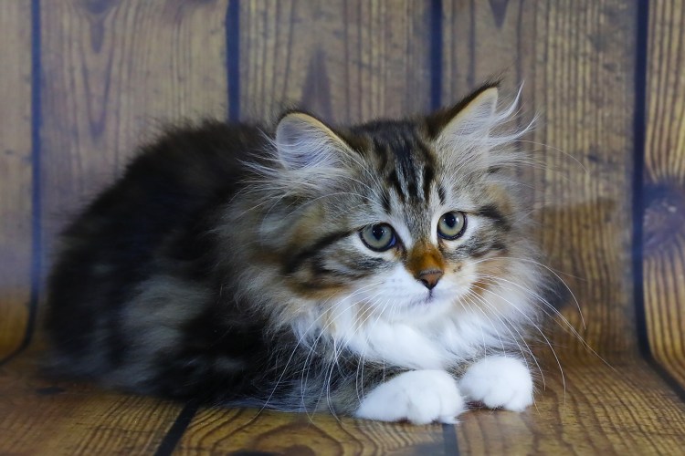 Норвежская Лесная табби