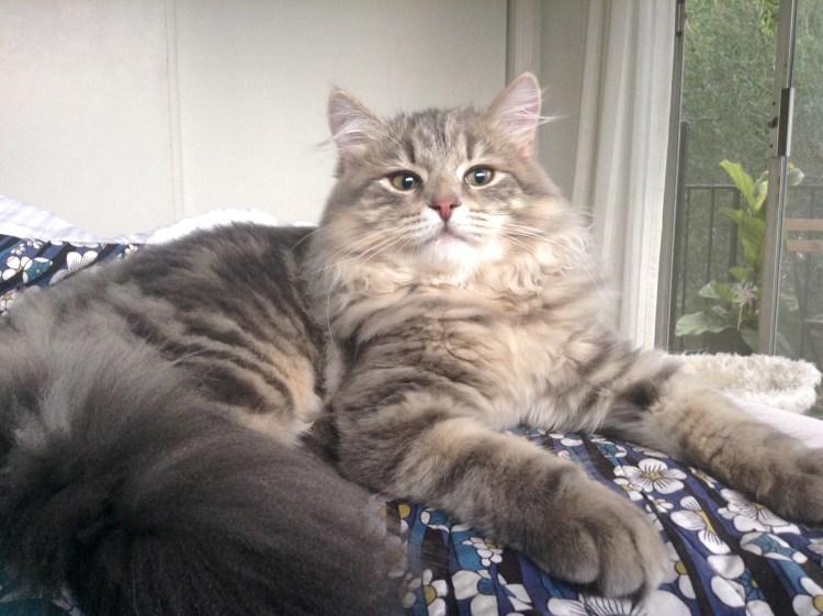 Муся Сибирская кошка