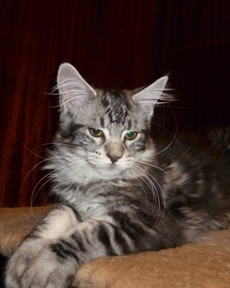 Метис Мейн куна и сибирской кошки