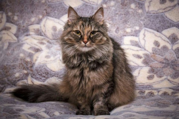 Помесь сибирской кошки