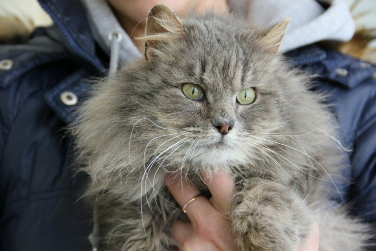 Сибирский кот метис