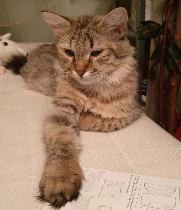 Мейн кун помесь