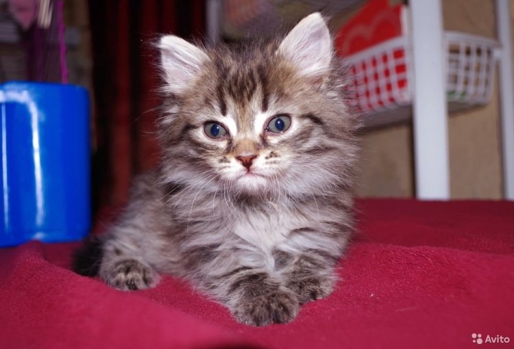 Полосатый пушистый котенок