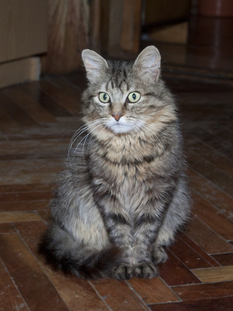 Кот сибирской кошки метис