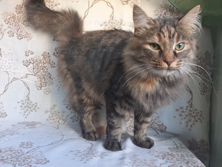 Сибирский кот метис