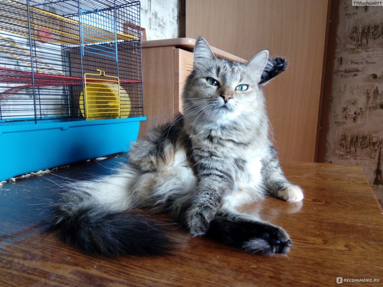 Сибирский кот метис