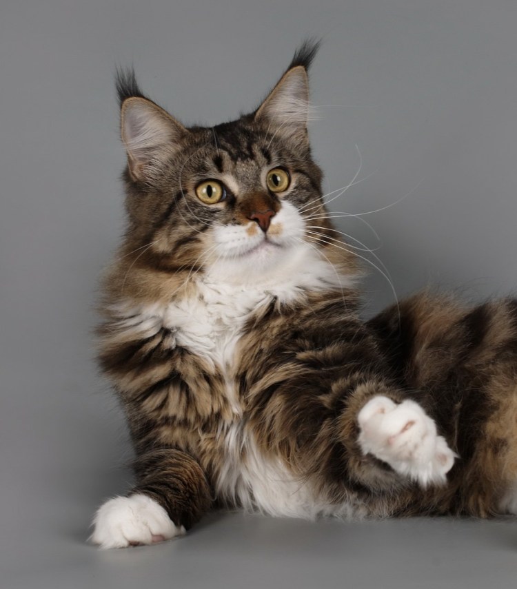 Помесь сибирской и персидской кошки