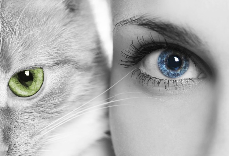 Темные выделения из глаз у кошки